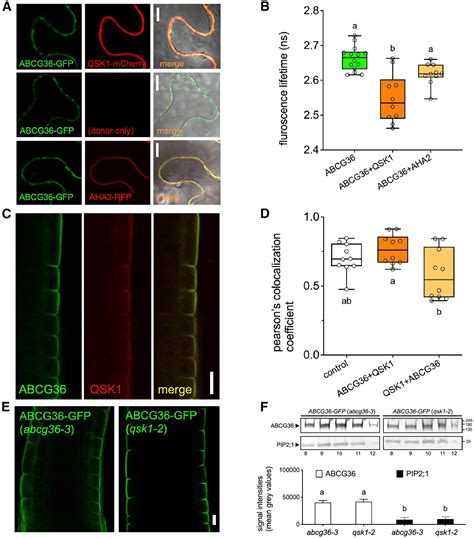 An Lrr Receptor Kinase Controls Abc Transporter Substrate Preferences