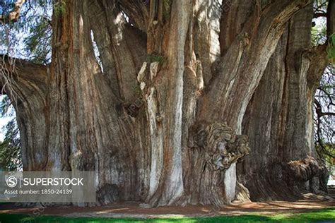 Mexico Oaxaca State Oaxaca Giant Cypress Tule Tree Arbol Del Tule