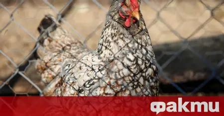 Ново огнище на птичи грип (инфлуенца) в Хасковска обраст ᐉ Новини от ...
