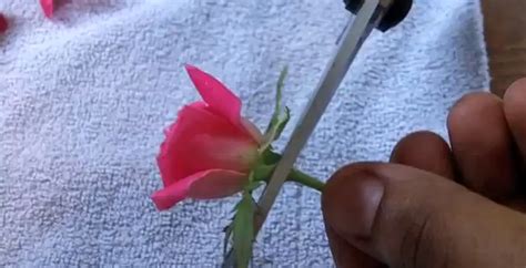 Como Hacer Cubos De Hielo Con Flores Belleza Y Peinados