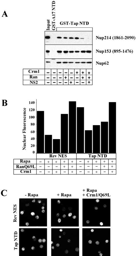 Effect Of Crm1 On The Binding Of Nucleoporins To The Tap Ntd And On