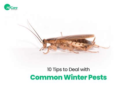 Top Tips To Control Pest In Winter Hicare