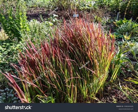 Japanese Bloodgrass Cultivar Imperata Cylindrica Red Stock Photo