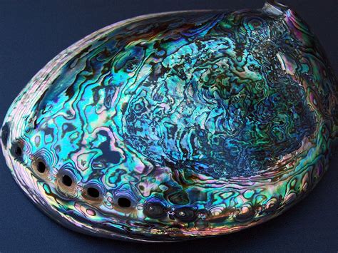 Beautiful New Zealand Paua Shell Their Appearance On The Inside Is