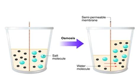 Osmosis Adalah Pengertian Proses Faktor Contoh Dan Perbedaan Dengan Proses Lainnya Parboaboa