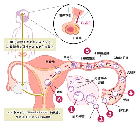 妊娠のしくみ 八重垣レディースクリニック【島根県松江市の不妊治療】