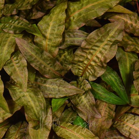 Cryptocoryne Affinis Red Tankquility