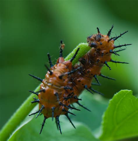 Butterfly Gulf Fritillary Larva Judy Rushing Flickr