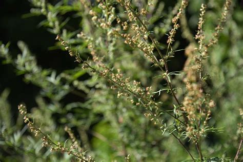 How To Identify And Remove Mugwort