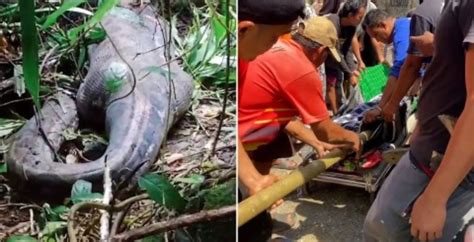 V Deo Mulher Encontrada Morta Dentro De Cobra Gigante Na Indon Sia