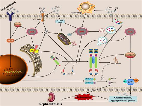 Frontiers Role Of ROS Induced NLRP3 Inflammasome Activation In The