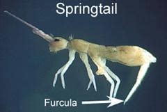 Springtails | NC State Extension Publications