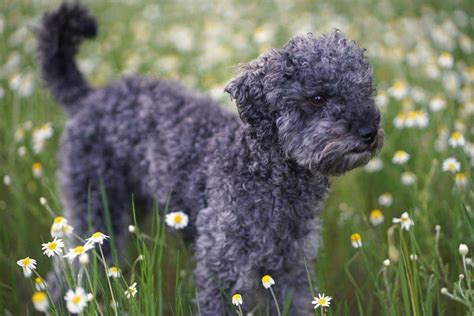 Blue Poodle Facts Origin And History With Pictures