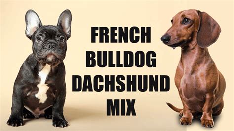 French Bulldog Dachshund Mix: Appearance, Care, and Health Concerns