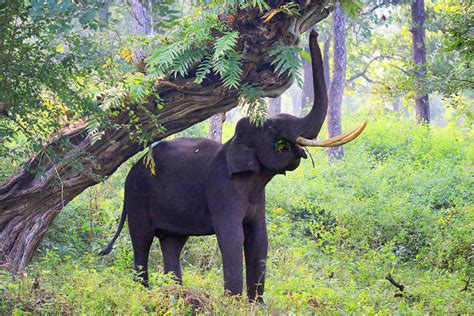 Rajiv Gandhi National Park Nagarahole1 Suja Reisen Spezialist Für