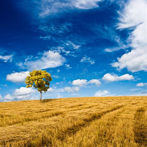 Man Standing In Field Stock Photo Image Of Happy Leisure 10824206