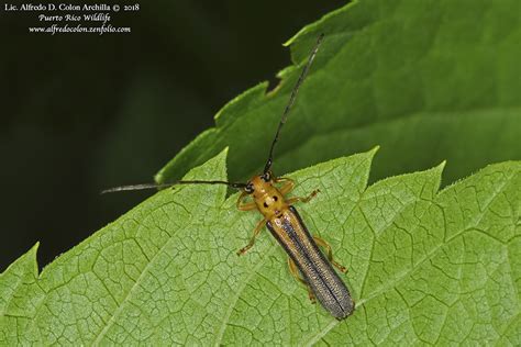 Minnesota Seasons Dogwood Twig Borer