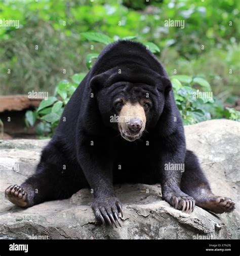 African bear hi-res stock photography and images - Alamy