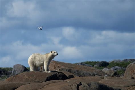 Do You Dream Of Seeing Polar Bears In Their Habitat? Classic Canadian ...