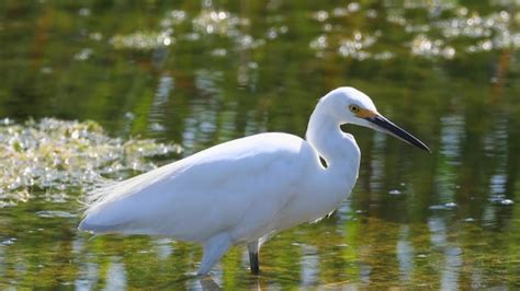 Snowy Egret Birds In Motion