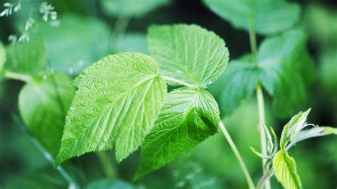 Reconna Tre Les Plantes Toxiques Dans Votre Jardin Et Leurs Effets