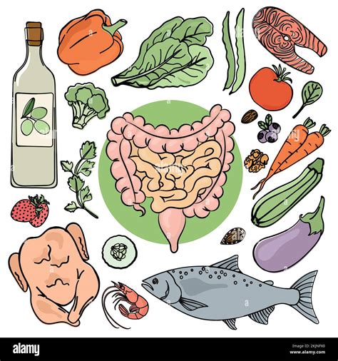 Gastrointestinal Tract Health Medicine Education Human Nutrition Vector Illustration Diet Set