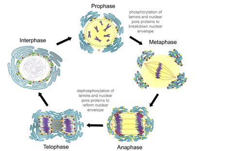 “chapter 13 The Cell Cycle And Its Regulation” In “fundamentals Of Cell Biology” On Openalg