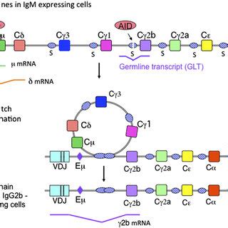 Diagram Of The Mouse IgH Genes In Naive Mature B Cells Expressing IgM