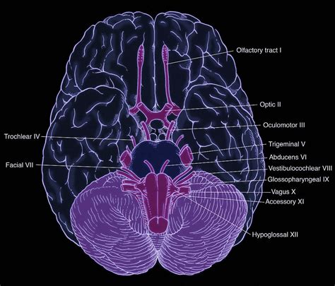 Illustration Of Cranial Nerves Bild Kaufen Science Photo