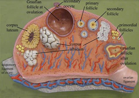 Chapter The Reproductive System Flashcards Easy Notecards