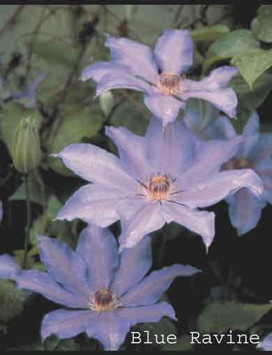 Clematis Blue Ravine