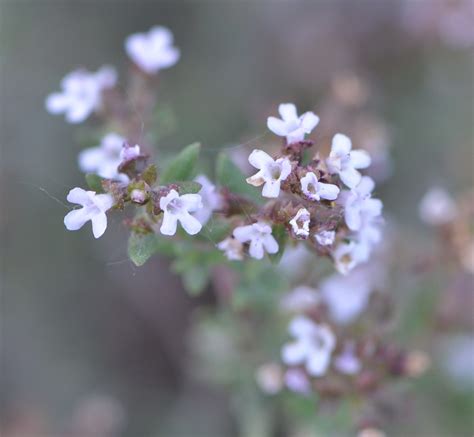 Foto De Tomillo En Flor Thymus Vulgaris