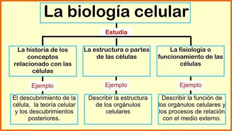 Explorando La Biolog A Celular Estructura Y Funci N De Las C Lulas