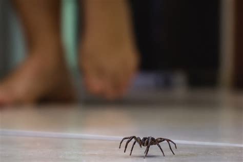 Thousands Of Sex Crazed Spiders Set To Invade Our Homes