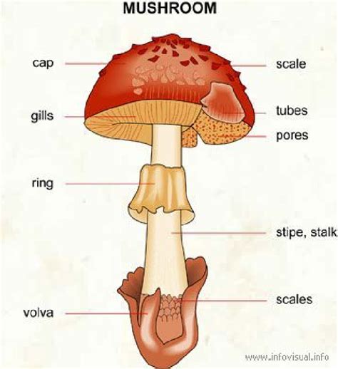 Labelled Diagram Of A Mushroom The Image Is Retrieved From