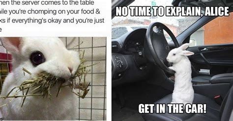 The 29 Funniest Rabbit Memes, Ranked