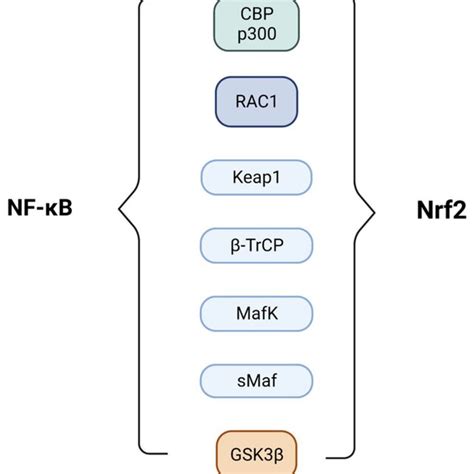 Main Transcriptional Factors And Proteins Involved In The Nrf Nf Kb