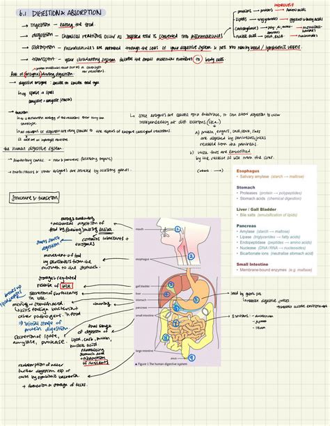 SOLUTION Ib Biology Ch6 Human Physiology Notes Studypool