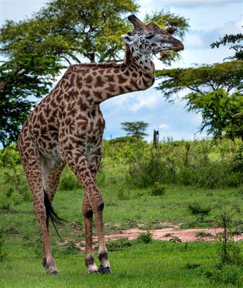 All The Other Giraffes Treated Him Normally Amazing Giraffe Survives