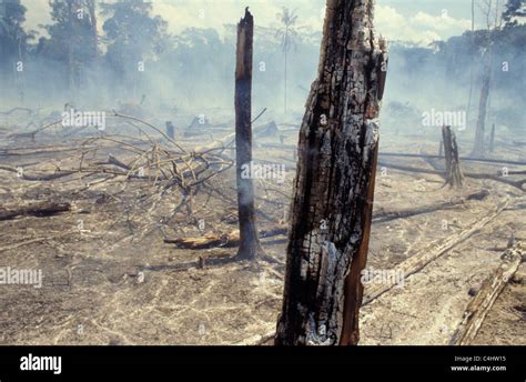 Amazon Rain Forest Burning Deforestation Brazil Burned Trees