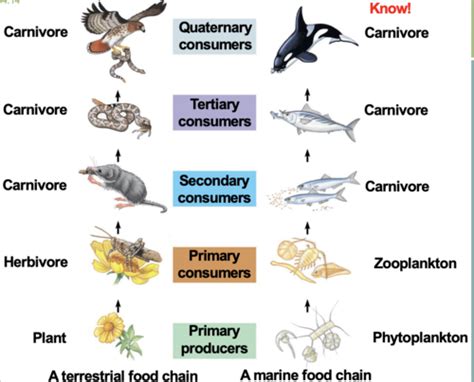 Biology II Ecosystems Flashcards Quizlet