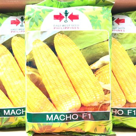 East West Macho Dos F Corn Mais Seeds Sweet Corn Hybrid Seeds