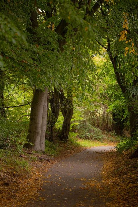 Scenic Pathway Winding Through A Lush Forest Of Yellow Fallen Leaves