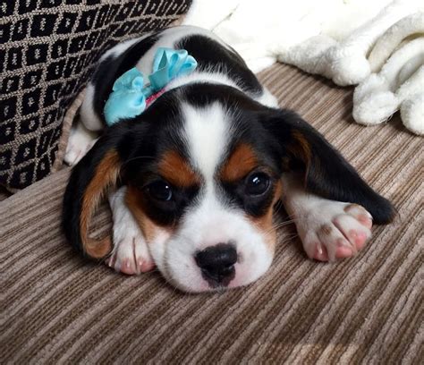 Beaglier puppy | Puppies, Cute animals, Beagle