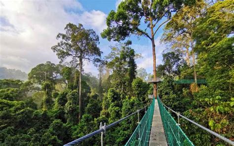 Borneo Rainforest Lodge | Amazing Adventures Travel