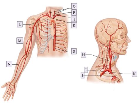 HEAD UPPER TORSO Arteries Veins And Vessels Of The Pulmonary