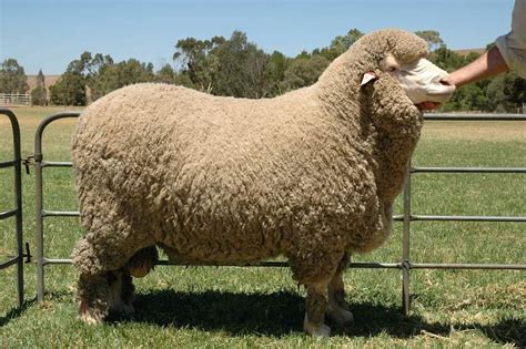 Merino South Africa - Merino Sheep Breeders