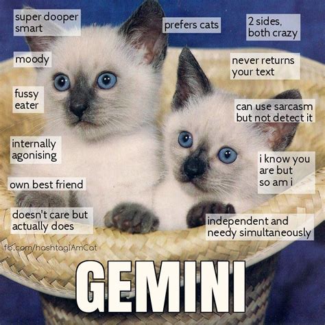 Zodiac Cats Astrology Gemini Zodiac Signs Funny Zodiac Signs Gemini