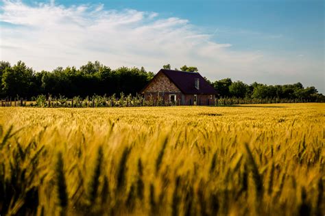 Agriculture Wheat Field