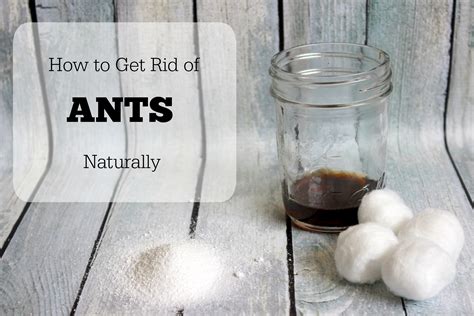 Get Rid Of Ants Naturally